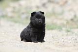 SCHIPPERKE 501